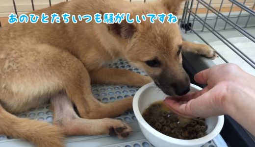 保護犬が心を開いてくれるまでの1週間の記録