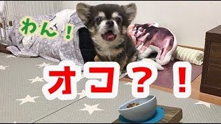 ご飯ヨシ！って言ってるのに逆切れするチワワ【犬】 / Raz gets angry and barks before meal..