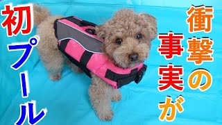 生まれて初めてプールに入る犬に衝撃の展開が・・・！【トイプードル】