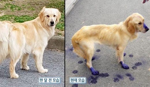 가출 후 한 달 만에 돌아온 ‘미스터리 犬’ 대박이 @순간포착 세상에 이런 일이 1049회 20190829