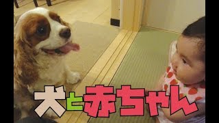 キャバリア犬と赤ちゃんの初対面仲良し動画