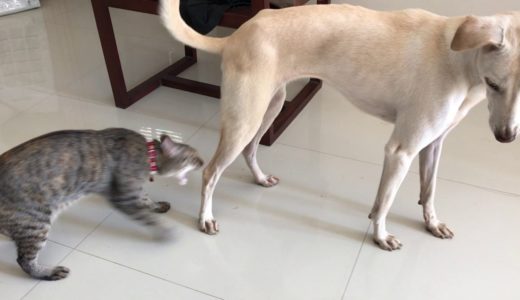 朝の猫と犬のじゃれあい