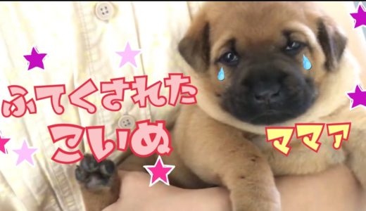 【犬９匹と海外生活】 かわいい子犬のきなこ ママがいなくてなきじゃくり 抱っこさん