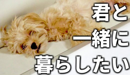 【保護犬】君と一緒に暮らしたい。ペットの命の重さを感じた１日（保健所 捨て犬 里犬 保護犬 募金活動）【しほりみチャンネル】