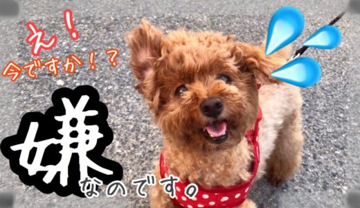 『ちょと無理なんです』散歩を拒否する犬が取った行動が可愛いトイプードルちゃまめ