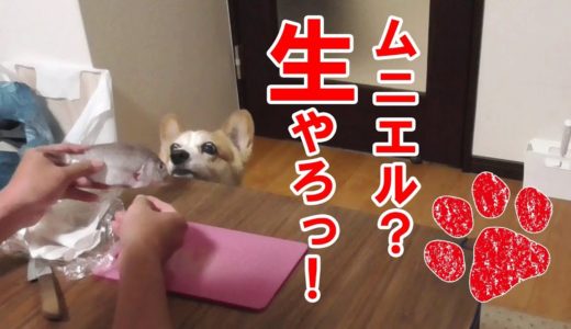 おやつに鯛を食べる贅沢な犬【前編】（コーギーチロ）