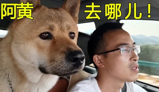 【阿黄去哪儿】主人自驾外出，田园犬屁颠儿跟上车，一路都睡懵了