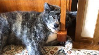 寝方にこだわりがある秋田犬たち【Akita-inu】Commitment to sleeping