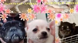 8月21日の保護犬の様子