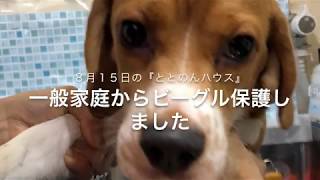 8月15日の保護犬の様子