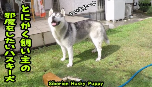 飼い主の邪魔ばかりするハスキー犬がかわいい Husky Puppy