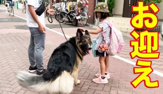 おかえり♪迎えにきたよ・遊べる？シェパード犬マックGo to pick you up