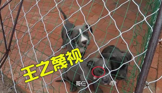 這三隻小惡霸犬真招人喜歡，幹農活也忘不了它們，菜園裡種植的蔬菜【劉哥在農村】品種真多