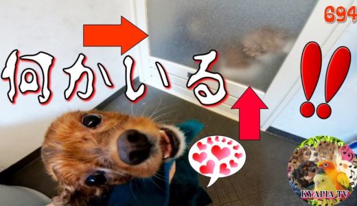 こんなかわいい嫉妬、アリなんですか？キャバリア犬のシャンプー中に 694｜おもしろい動物ペットFunny Dogs