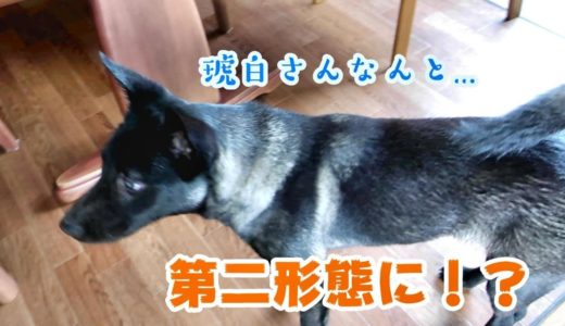 【鬣犬と書いて】テンションが上がると変化する琥白さんの毛並み【ハイエナと読む】