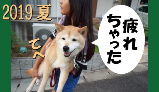 甲斐犬と柴犬がいる日常【2019夏】です＝！