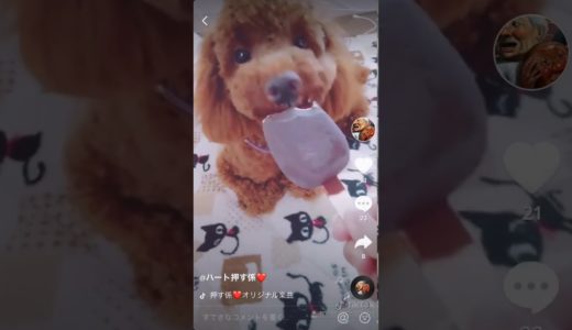 tiktok  犬 虐待