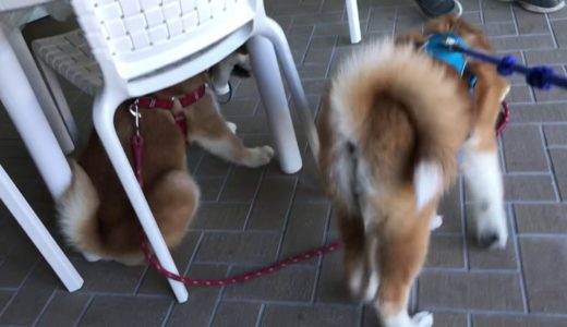 秋田犬の里で蘭ちゃん・優夢ちゃんと