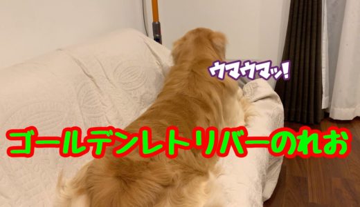 【大型犬】ちょっとした記念日に久しぶりの物を貰う、ゴールデンレトリバーのれお