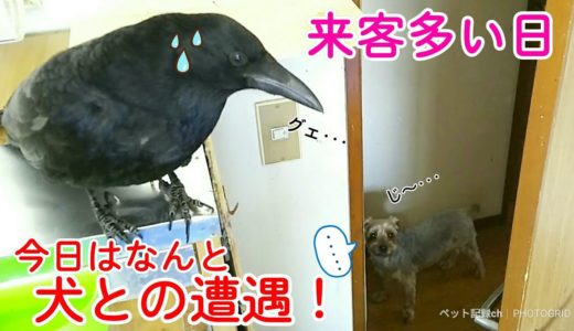 【犬との遭遇】今日はカラス部屋に来客がよく来ますw 四つ足トリオ奇跡の1直線＆ポカリ坊や＆ポカリ姐御  20190804、カラス＆四つ足トリオ