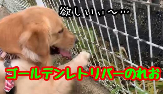 【大型犬】手に入れるまでが楽しい、ゴールデンレトリバーのれお