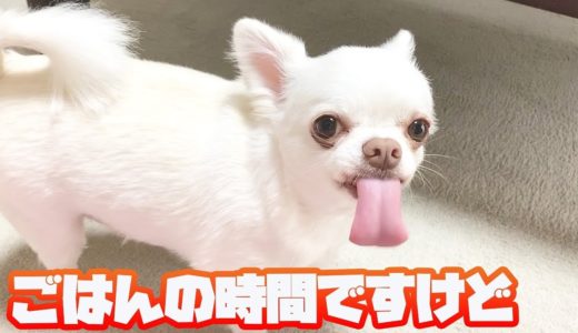 ご飯の時間が来るとうざすぎるアピールをしてくる犬！チワワのコハク