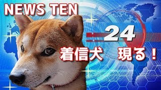 【特別企画】白いお父さんをぶっ飛ばせ！着信犬現る！　太郎の犬モノガタリ＃１４９