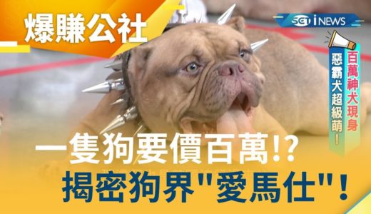 一隻狗要價百萬!? 面惡心善”惡霸犬”風靡歐美 揭密狗界”愛馬仕”！｜小周師 解婕翎主持｜【爆賺神器】20190818｜三立iNEWS