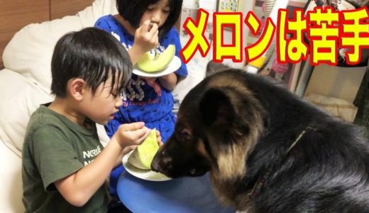 暑い！猛暑日・大型犬も孫達も暑くてダレダレですね。today's snack