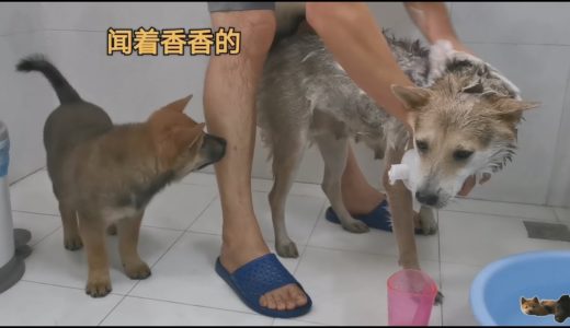 【中华田园犬】灰妈洗澡极不情愿，小狗崽却幸灾乐祸，妥妥的逗比！