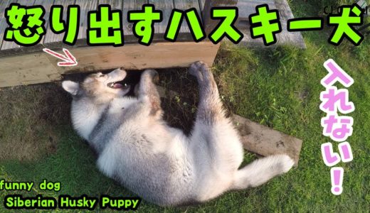 ウッドデッキの下に潜りこみたいハスキー犬が怒り出した Husky Puppy