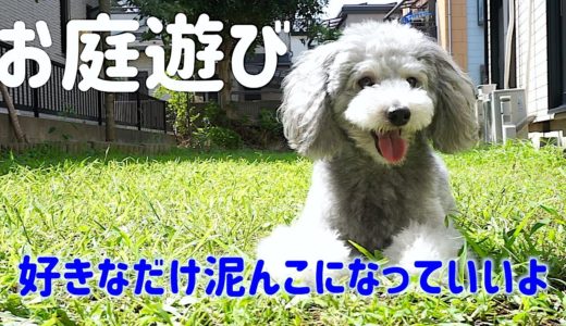 🐶犬とお庭でボール遊び。今日は泥んこになっていいよ。なぜなら。。。【トイプードルのグリィ】【犬】【dog】【toy poodle】