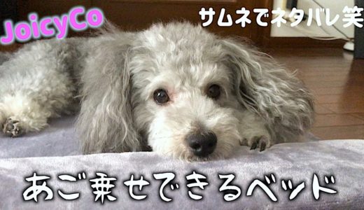 🐶犬をダメにする、JoicyCo のペットベッド！使ってくれるかな？（後編）【トイプードルのグリィ】【dog】【toy poodle】