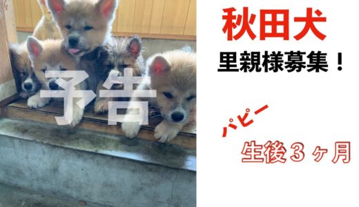 【秋田犬】里親募集！(予告)Animal Rescue Nursing