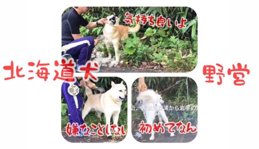 犬の換毛作業！北海道犬と野営の一コマ！