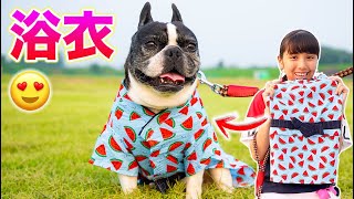 夏にピッタリ！犬用の浴衣を着せてみた✨またまた！りく登場！ Dog Yukata!