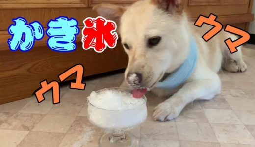 雑種犬がかき氷を堪能する。