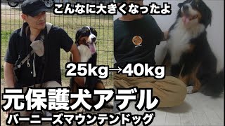 【元保護犬】バーニーズマウンテンドッグ・アデルの生い立ち