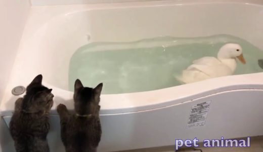 かわいい動物、犬、猫たち　おもしろペット動画＃134