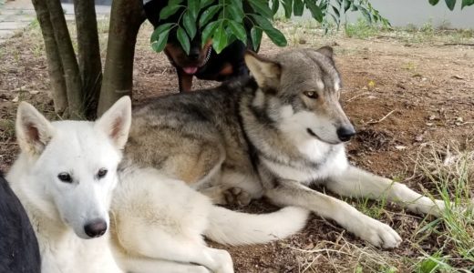 騒いで怒られる 狼犬とロットワイラー