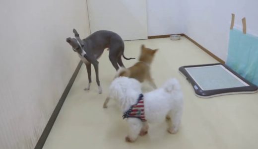 2019.8.10（土）BowWowCLUB（バウワウクラブ）瑞江店　犬の保育園の様子