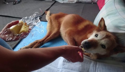 カステラを食べる老齢犬ロッキー