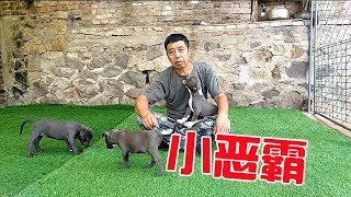 朋友讓劉哥賣幾隻惡霸犬，品相還不錯，不過養這樣的狗狗是需要勇氣的，太粘人【劉哥在農村】