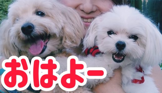 犬猫保育園？】朝が来たらきっちり元気になるマルチーズのちゅーぶくんたち