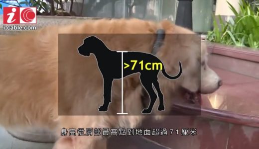 廣州「禁狗令」新準則  犬隻身高超過71cm或會被沒收 – 有線中國組 – 有線新聞 i-CABLE News