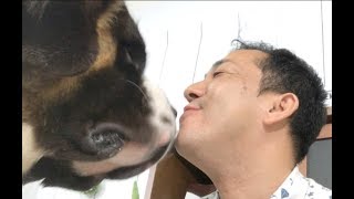 【８０キロの大型犬】飼うには超大変!!セントバーナードSP