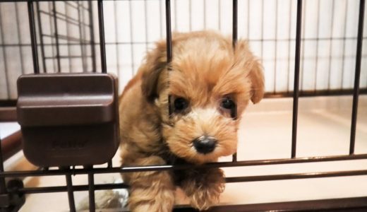 初めて仔犬を見たときの先住犬と猫の反応がかわいい