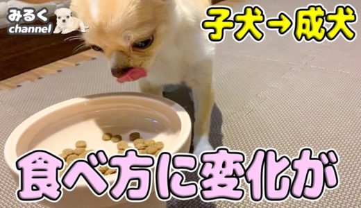 🔴子犬から成犬に！ドッグフード変えてみたら、食べ方に変化が！【可愛い】【dog】【puppy】