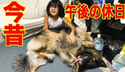 午後の休日・孫達・シェパード犬マックの時間She takes a walk with her dog