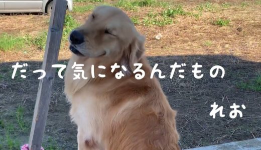 【大型犬】物思いにふける、ゴールデンレトリバーのれお